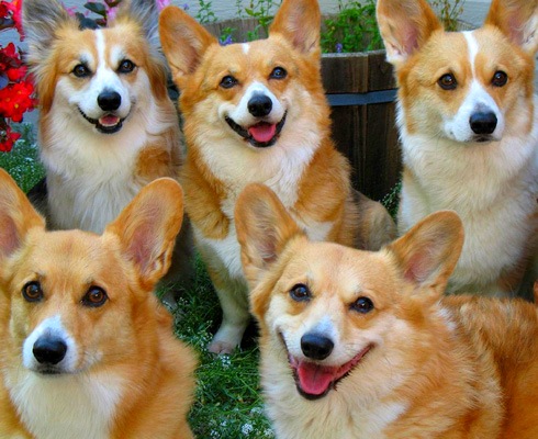 Улыбающиеся собаки, животные