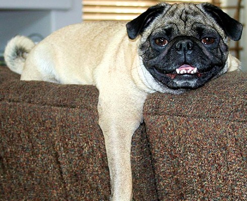 Улыбающиеся собаки, животные