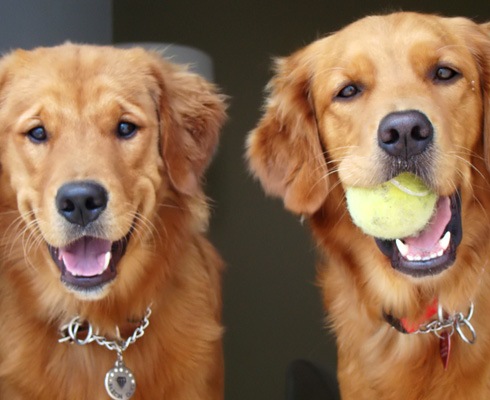 Улыбающиеся собаки, животные