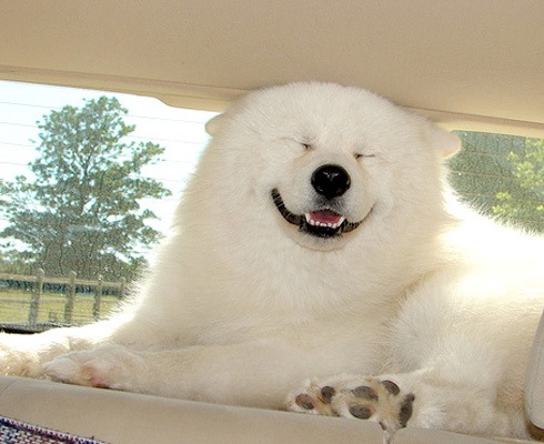 Улыбающиеся собаки, животные