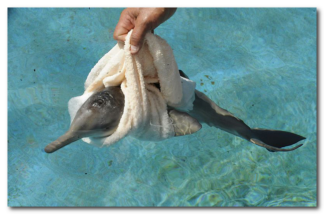 Дружба пингвина и маленького дельфиненка