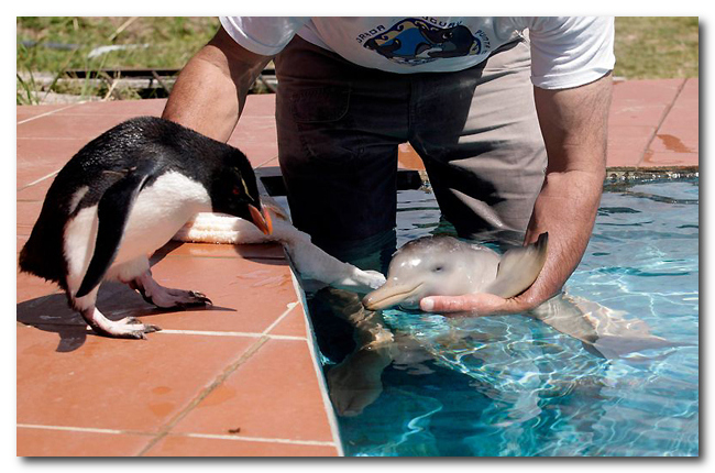 Дружба пингвина и маленького дельфиненка
