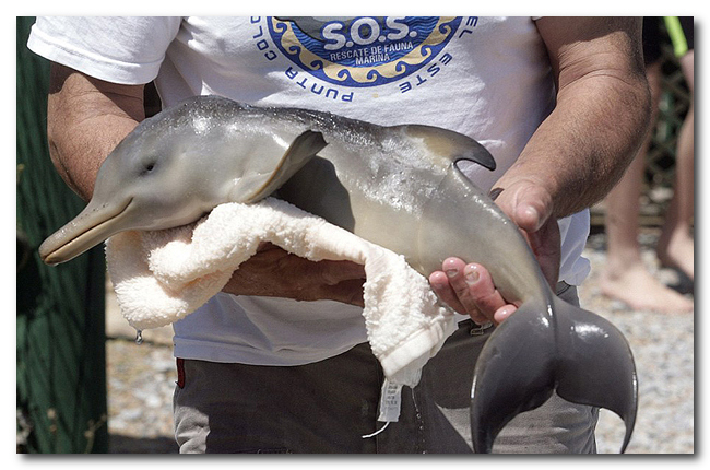 Дружба пингвина и маленького дельфиненка
