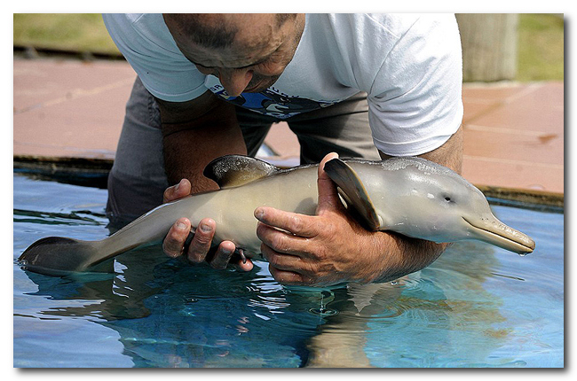 Дружба пингвина и маленького дельфиненка