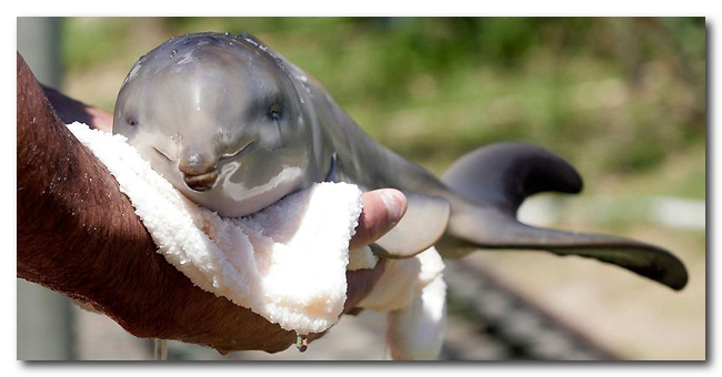 Дружба пингвина и маленького дельфиненка