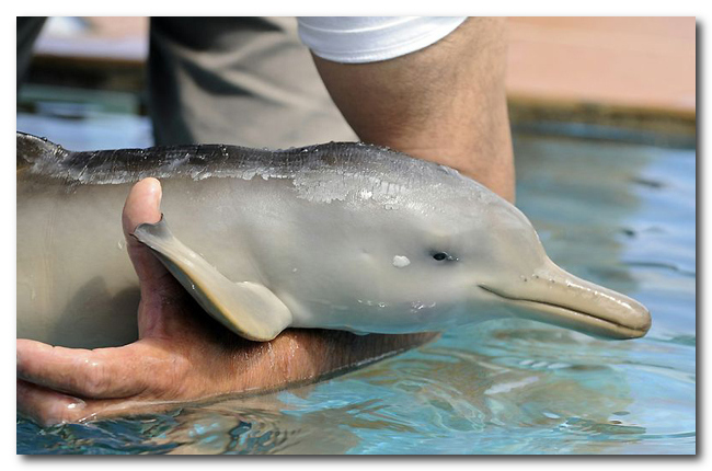 Дружба пингвина и маленького дельфиненка