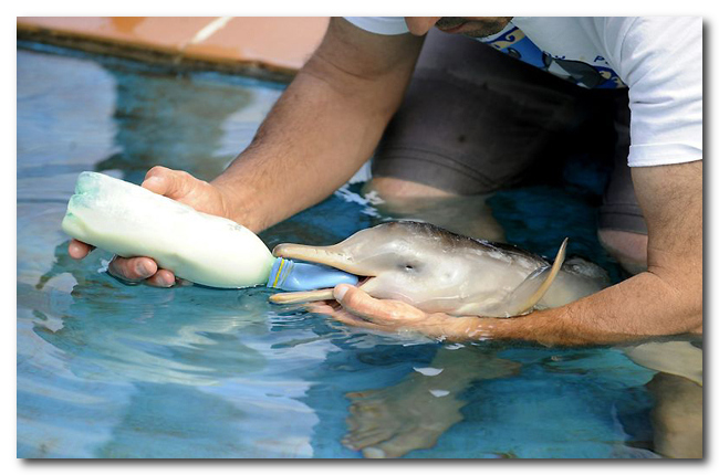 Дружба пингвина и маленького дельфиненка