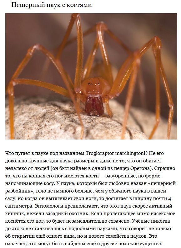 Пугающие создания, которые ранее были неизвестны ученым