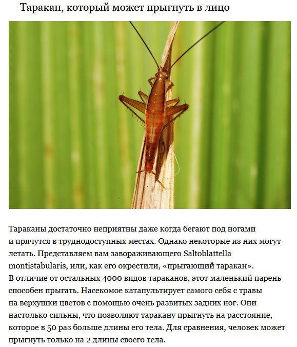 Пугающие создания, которые ранее были неизвестны ученым