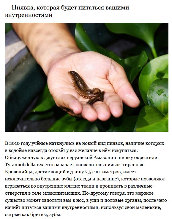 Пугающие создания, которые ранее были неизвестны ученым