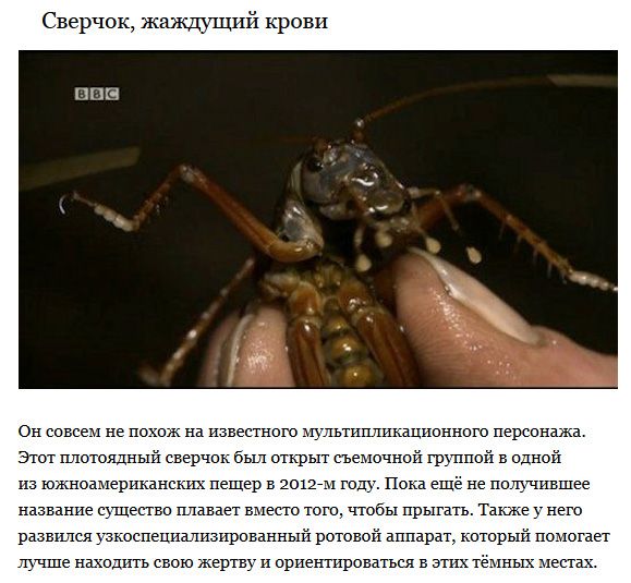 Пугающие создания, которые ранее были неизвестны ученым