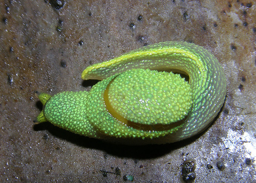 Пугающие создания, которые ранее были неизвестны ученым