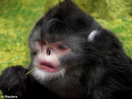 Пугающие создания, которые ранее были неизвестны ученым