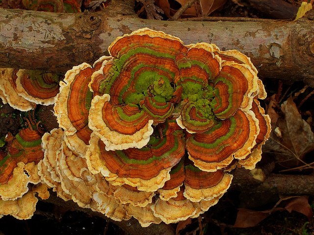 Красота в картинках