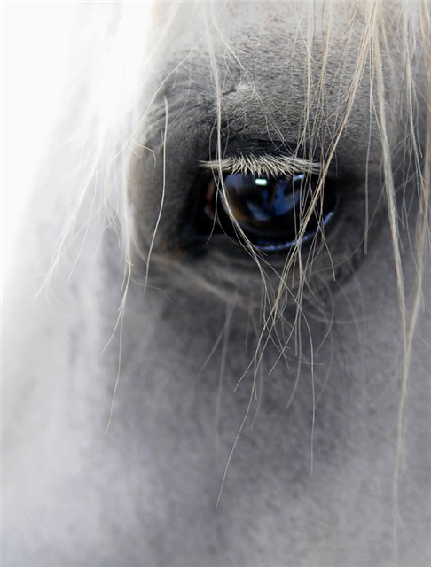 Лошади-свободные и грациозные 