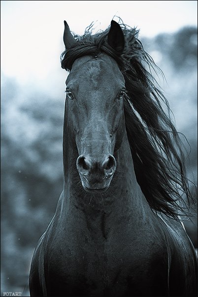 Лошади-свободные и грациозные 