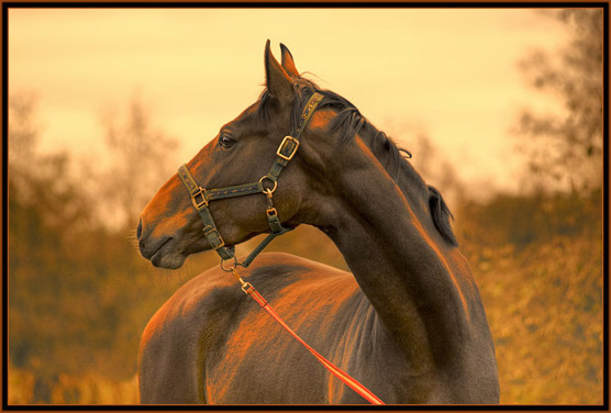 Лошади-свободные и грациозные 