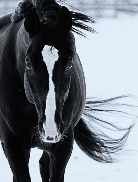 Лошади-свободные и грациозные 