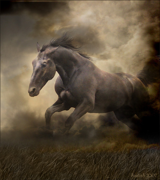 Лошади-свободные и грациозные 