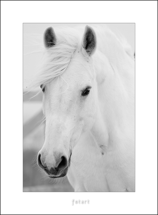 Лошади-свободные и грациозные 