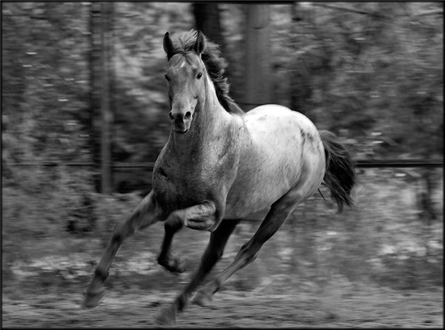 Лошади-свободные и грациозные 
