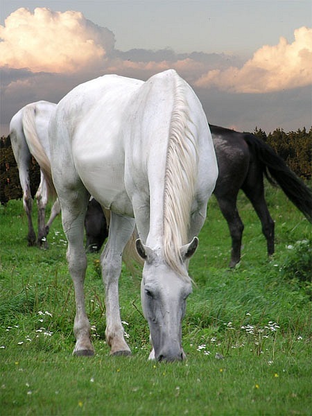 Лошади-свободные и грациозные 