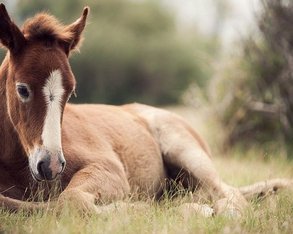 Лошади-свободные и грациозные 