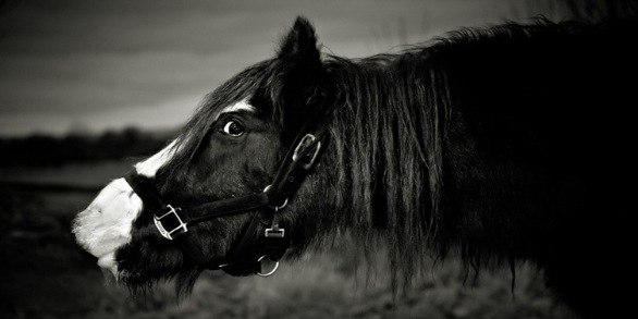 Лошади-свободные и грациозные 