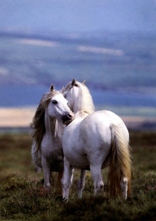 Лошади-свободные и грациозные 