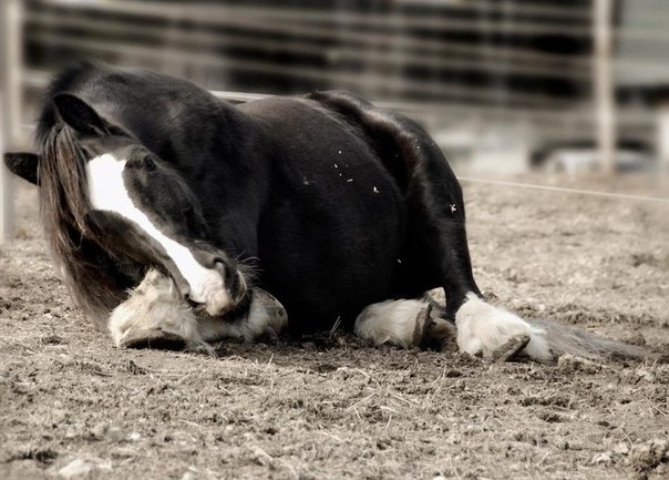 Лошади-свободные и грациозные 