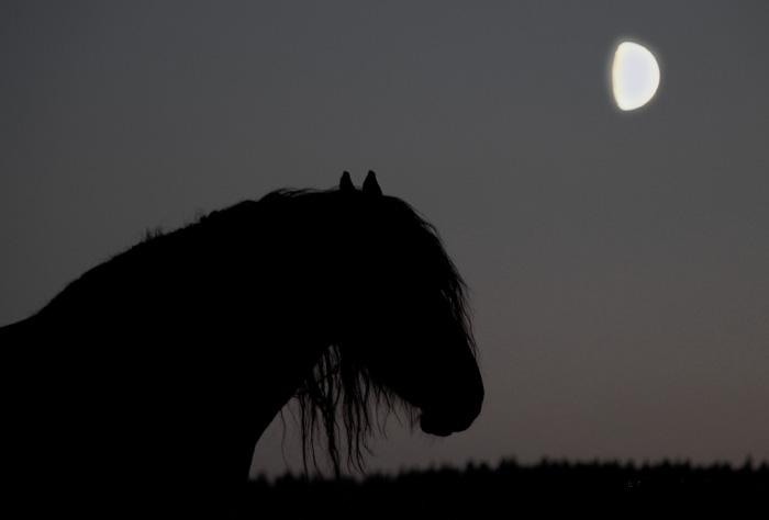 Лошади-свободные и грациозные 