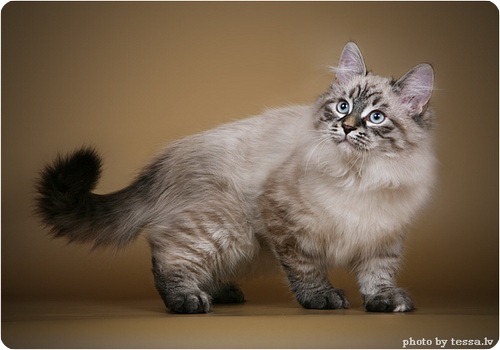 Невская маскарадная