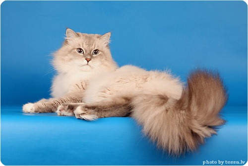 Невская маскарадная