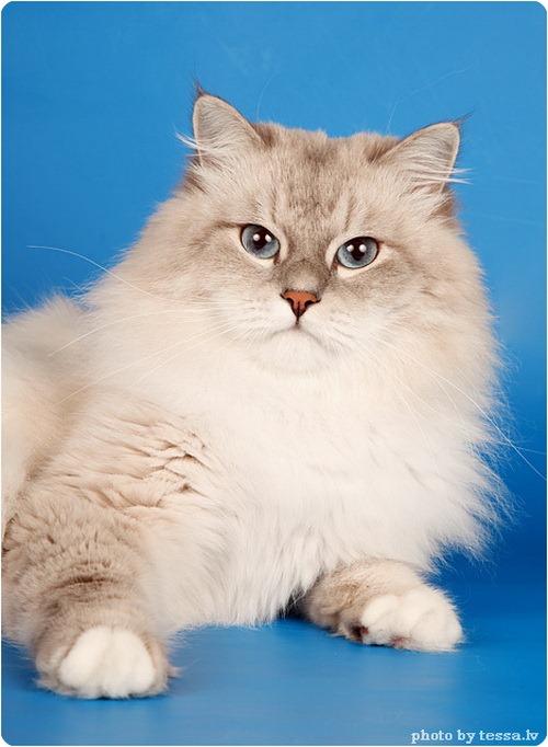 Невская маскарадная