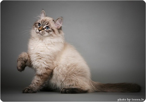 Невская маскарадная