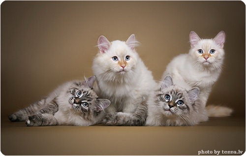 Невская маскарадная