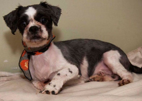 грязную лохматую собаку подстригли  отмыли