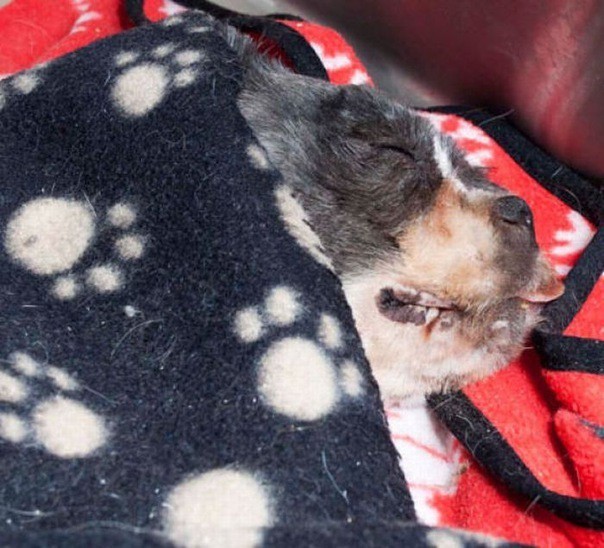 грязную лохматую собаку подстригли  отмыли