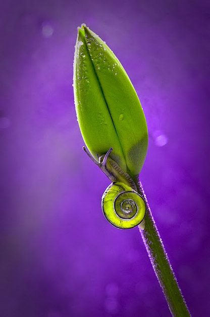 Сказочный мир макросъёмки