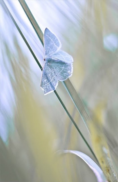 Сказочный мир макросъёмки