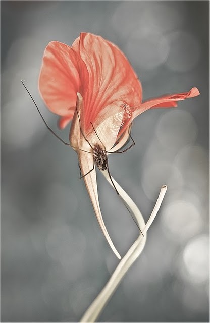 Сказочный мир макросъёмки