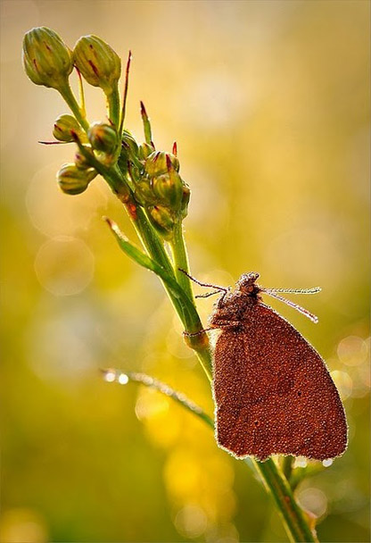Сказочный мир макросъёмки