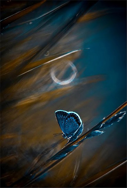 Сказочный мир макросъёмки