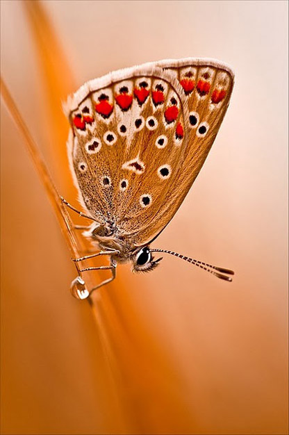 Сказочный мир макросъёмки