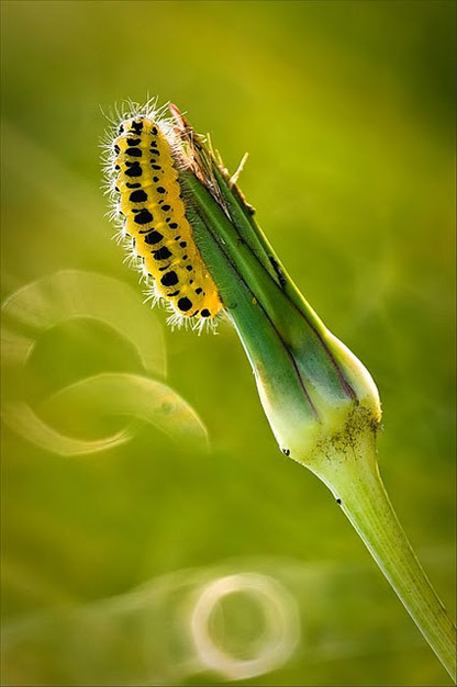 Сказочный мир макросъёмки