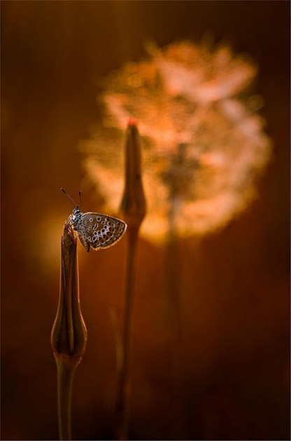 Сказочный мир макросъёмки