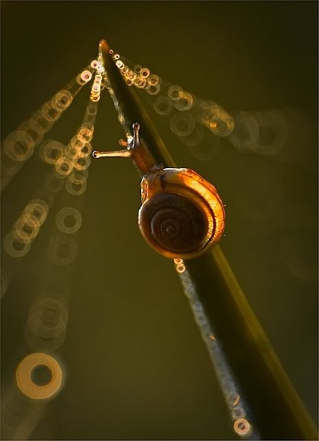 Сказочный мир макросъёмки