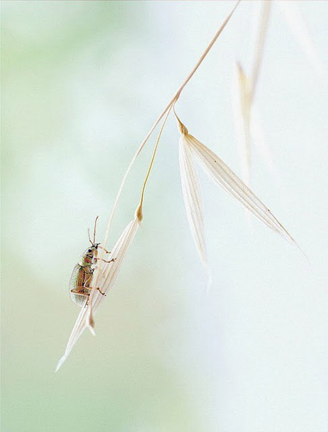 Сказочный мир макросъёмки