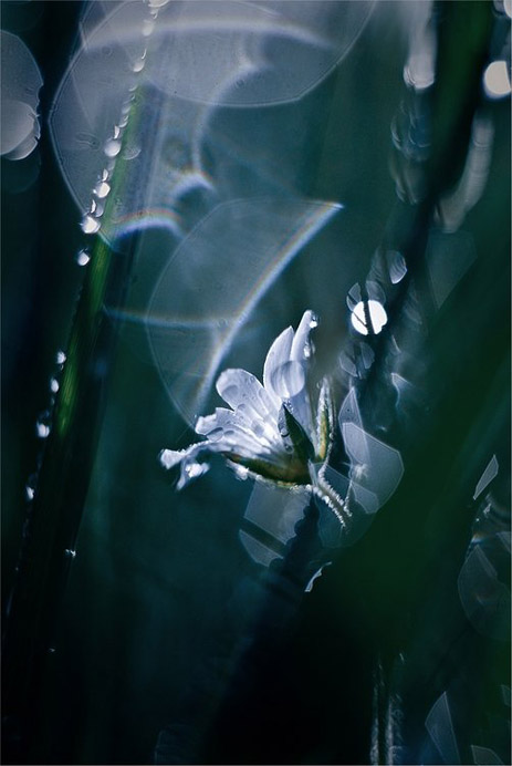 Сказочный мир макросъёмки