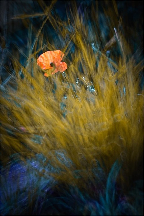 Сказочный мир макросъёмки